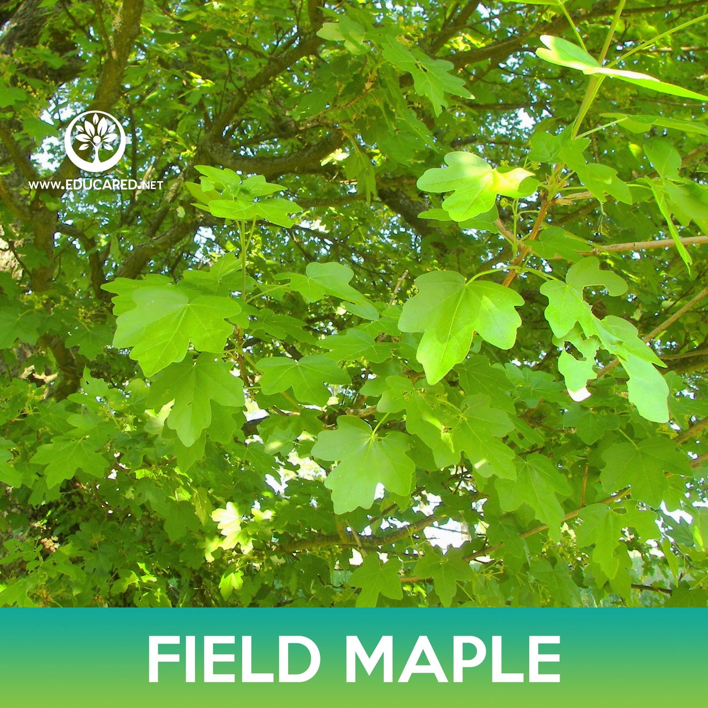 Field Maple Seeds, Common Maple, Acer campestre