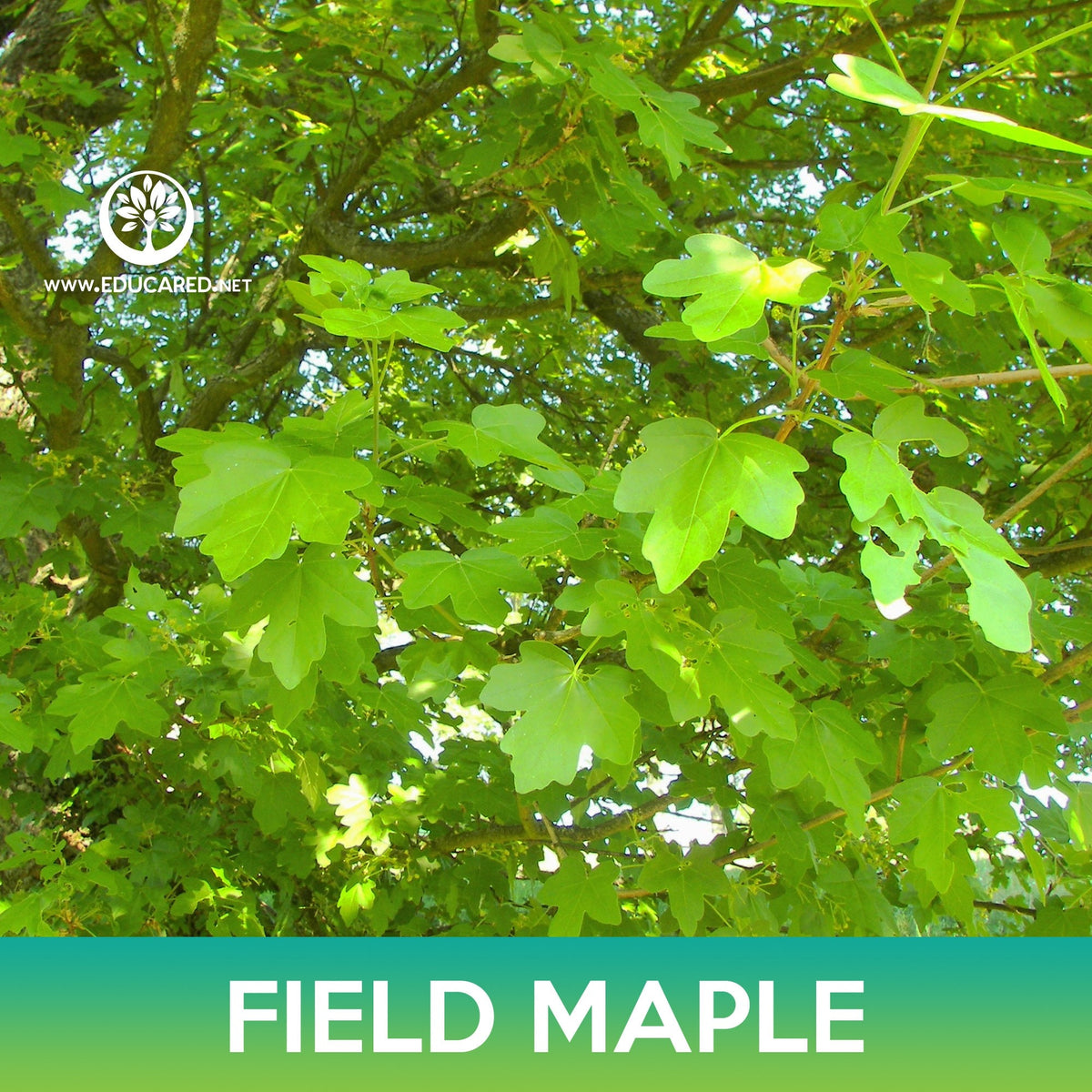 Field Maple Key Field Maple Seeds, Common Maple, Acer campestre – Educared