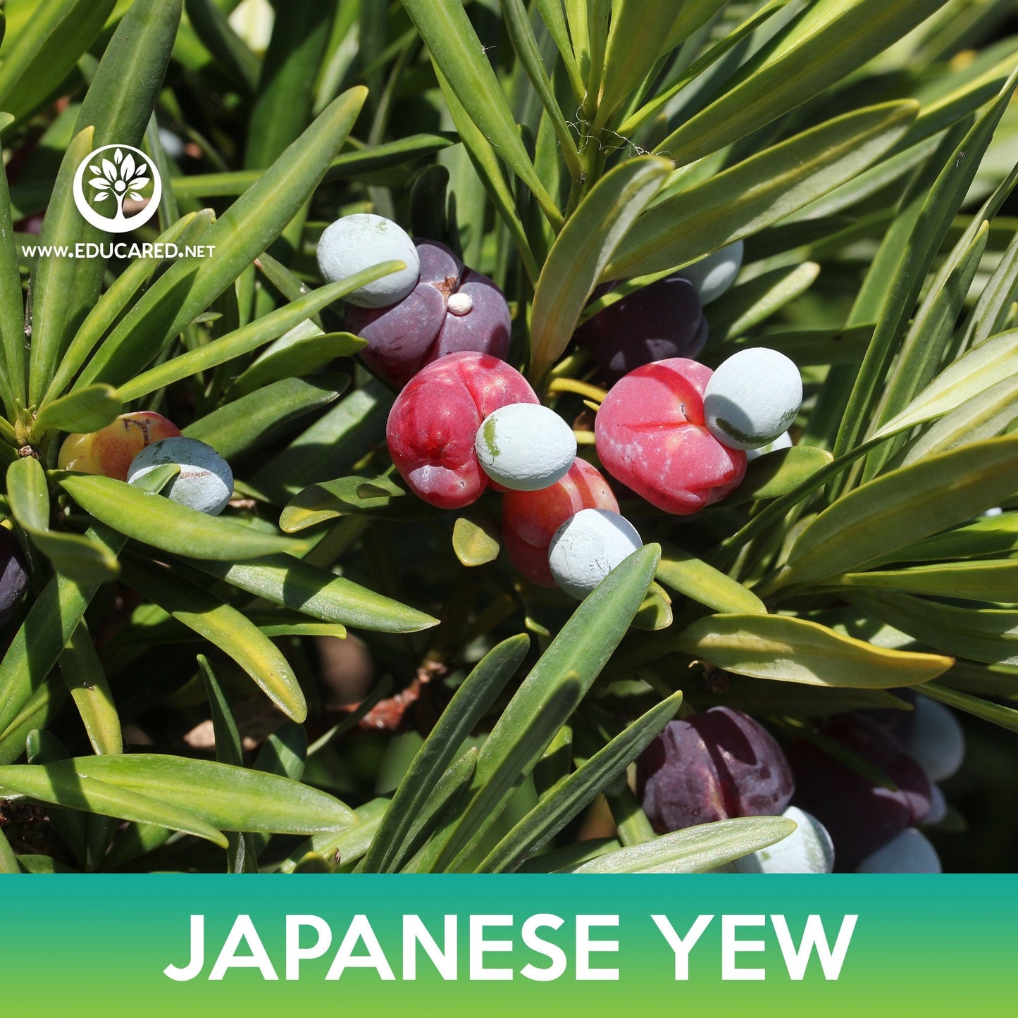 Japanese Yew Seeds, Plum Pine Yew, Podocarpus macrophyllus