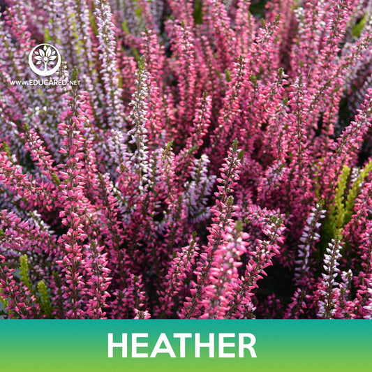 Heather Flower Seeds, Calluna Vulgaris