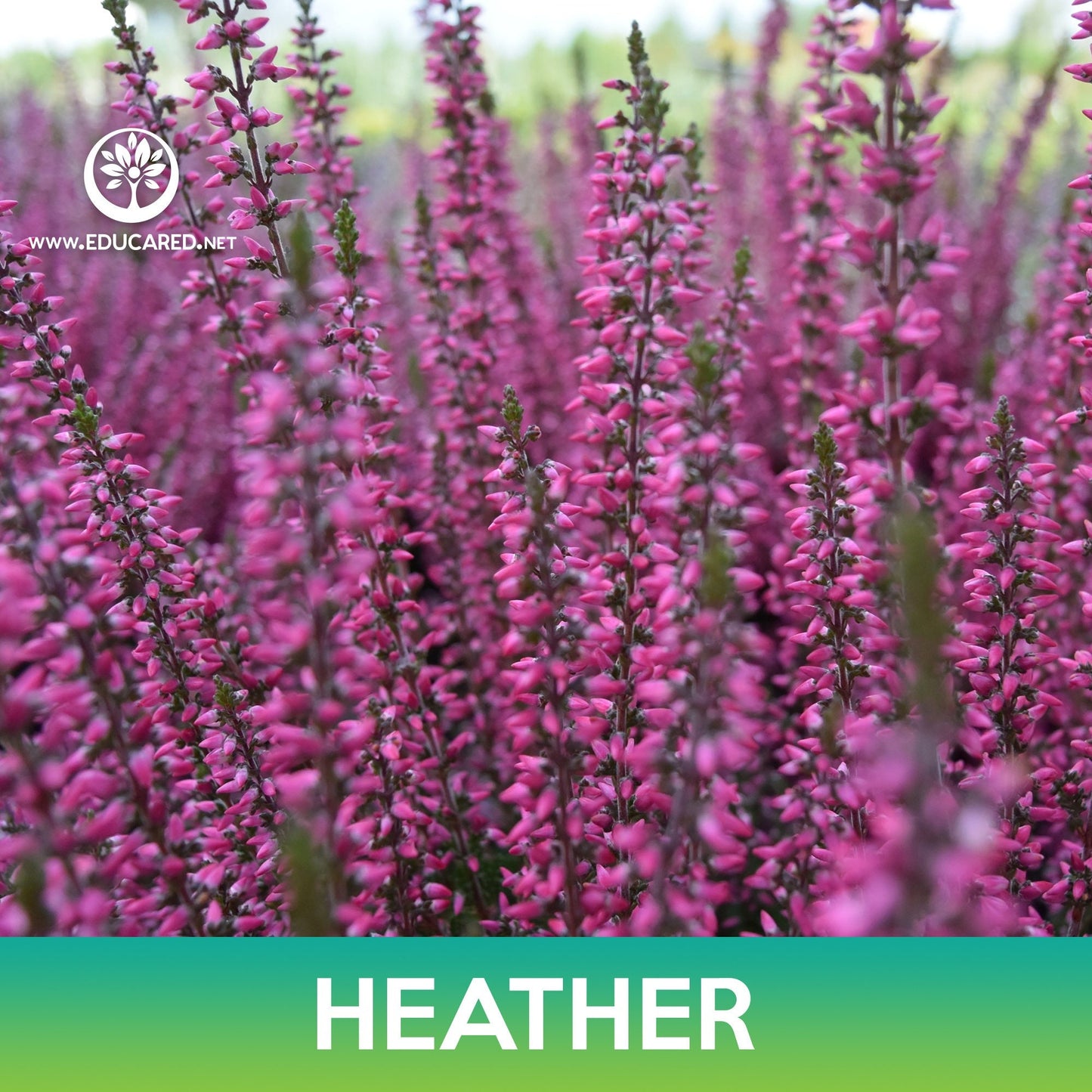 Heather Flower Seeds, Calluna Vulgaris