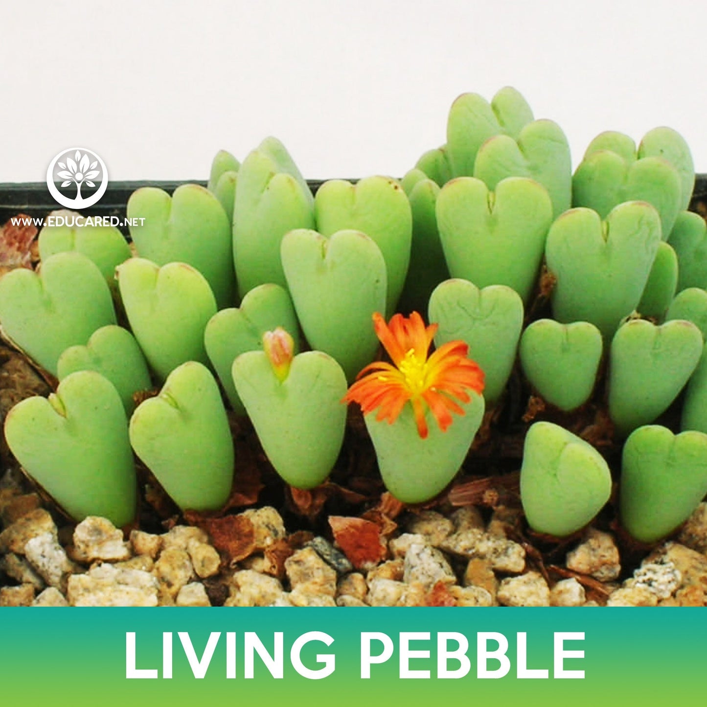 Living Pebble Succulent Seeds (Conophytum bilobum)