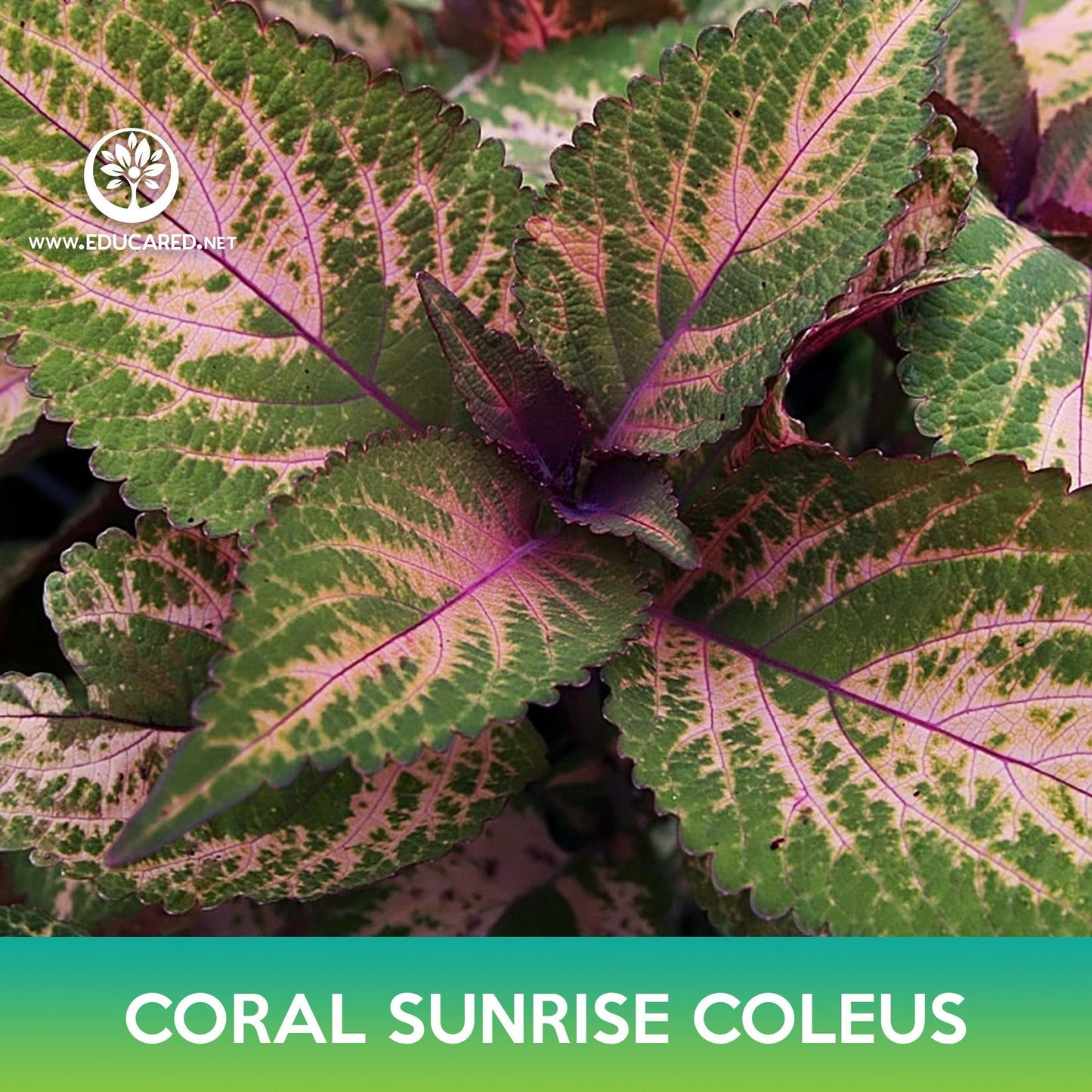 Coral Sunrise Coleus Seeds