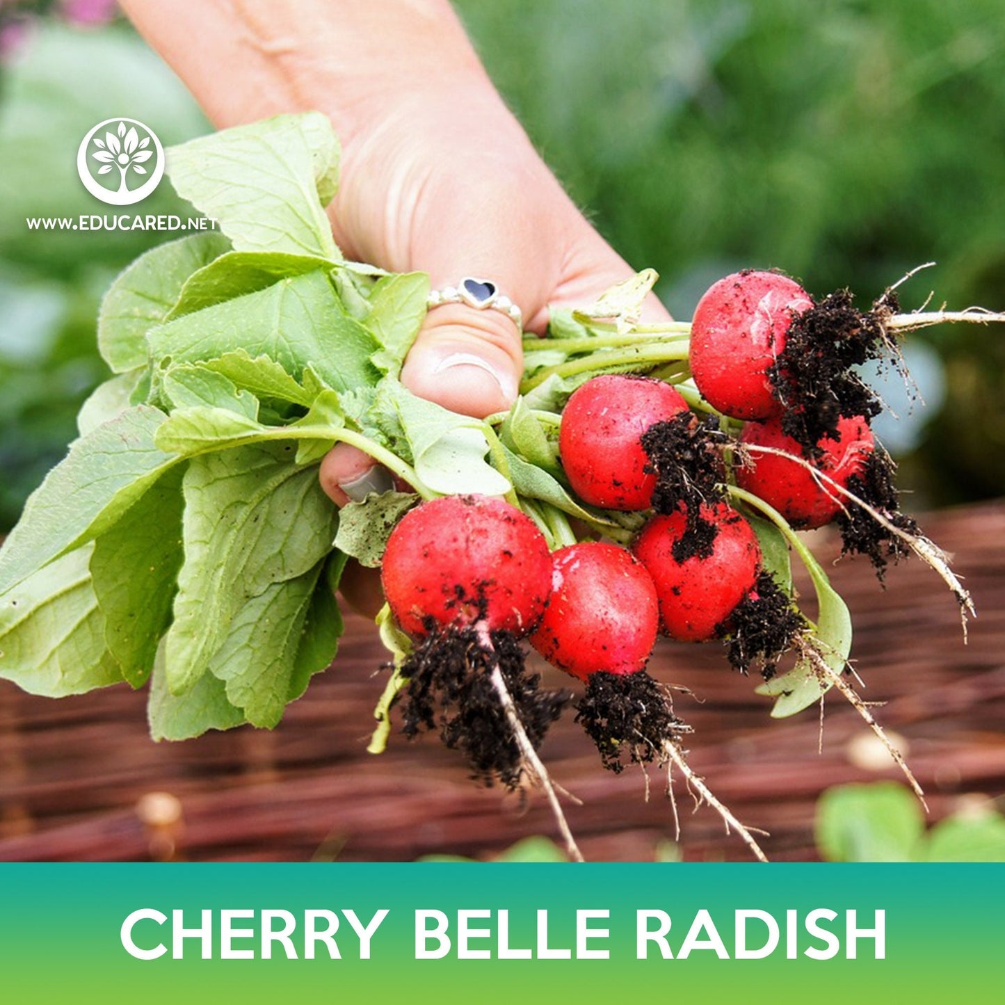 Cherry Belle Radish Seeds