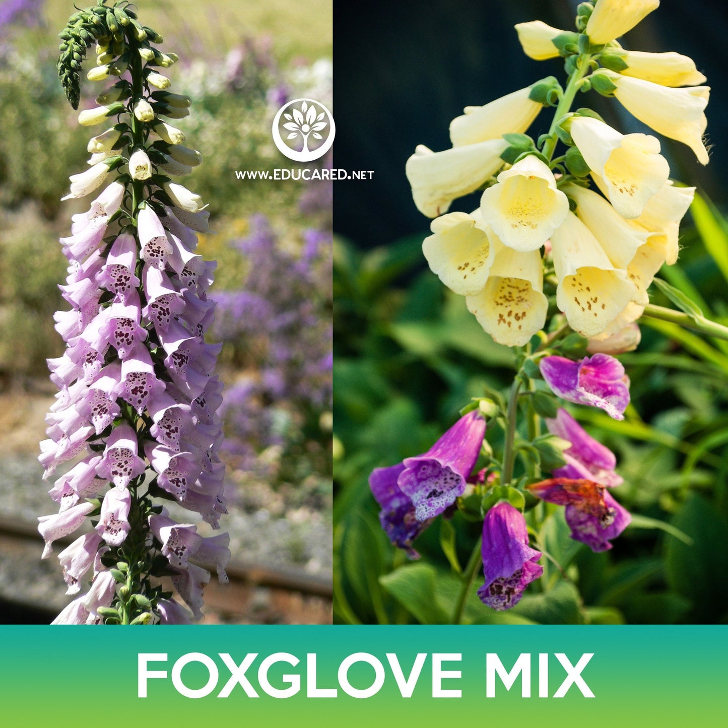 Foxglove Flower Mix Seeds, Digitalis purpurea