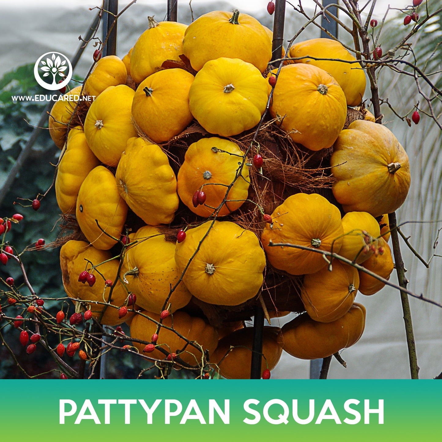 Pattypan Squash Seeds, Scallopini Squash