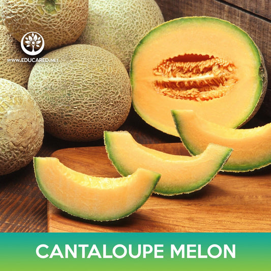 Cantaloupe Edisto 47 Melon Seeds