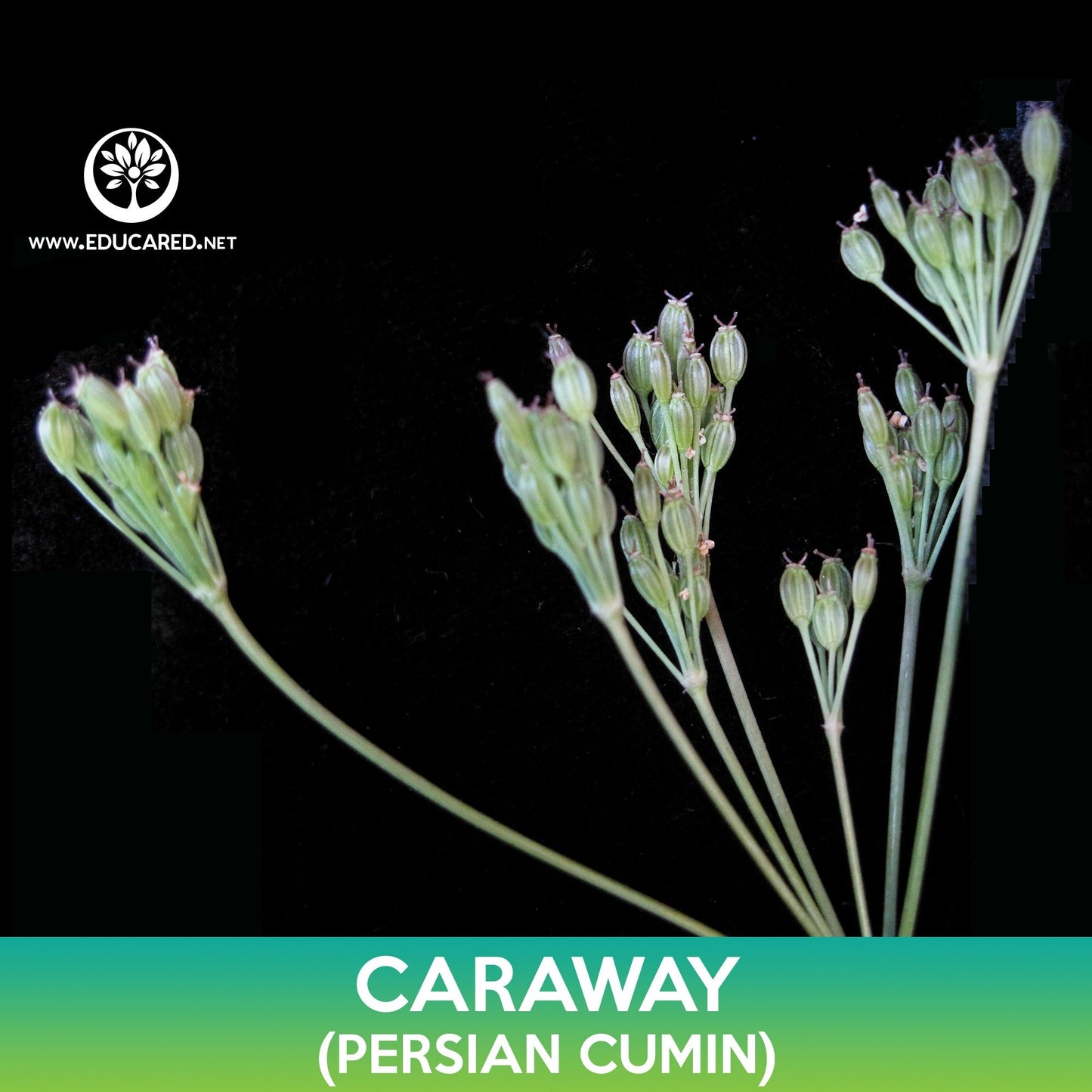 Caraway Seeds, Persian Cumin