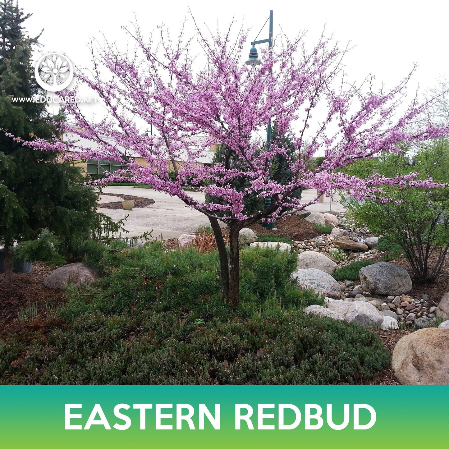 Eastern Redbud Seeds, Cercis canadensis