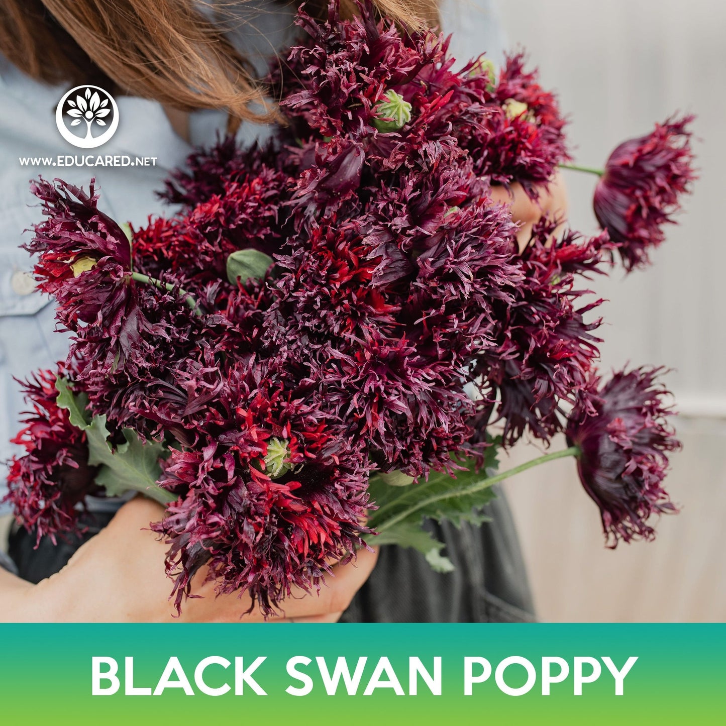 Black Swan Poppy Seeds