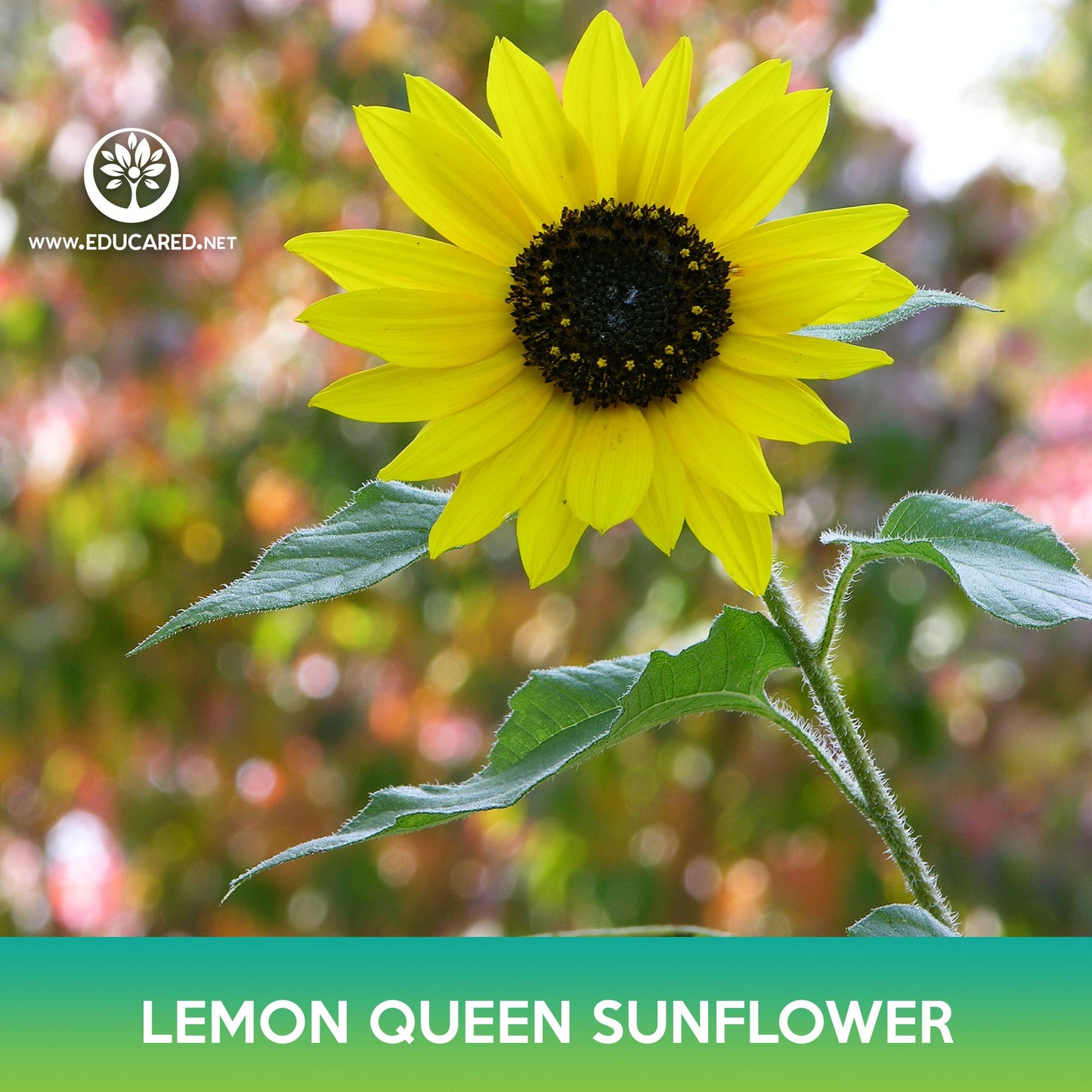 Lemon Queen Sunflower Seeds