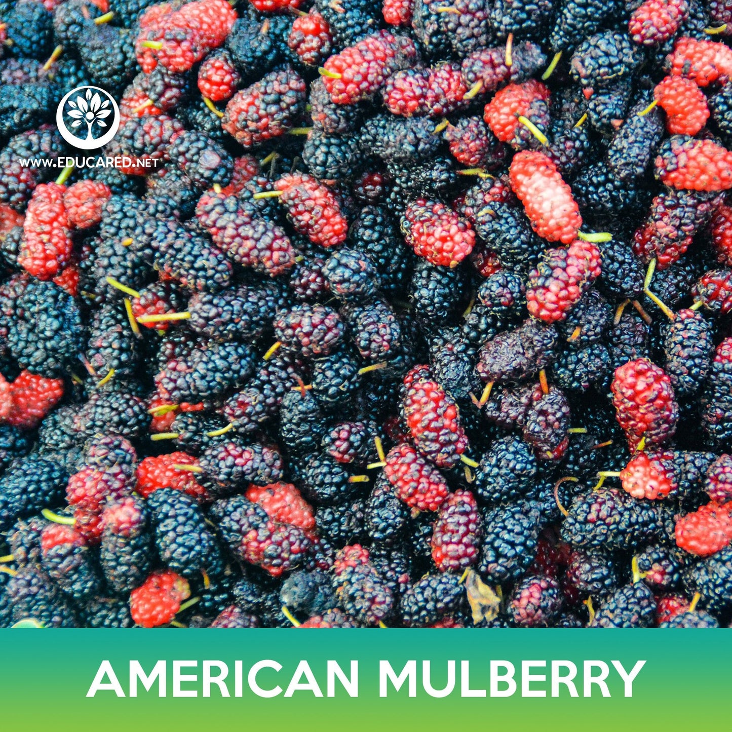 American Mulberry Seeds, Red Mulberry, Morus rubra