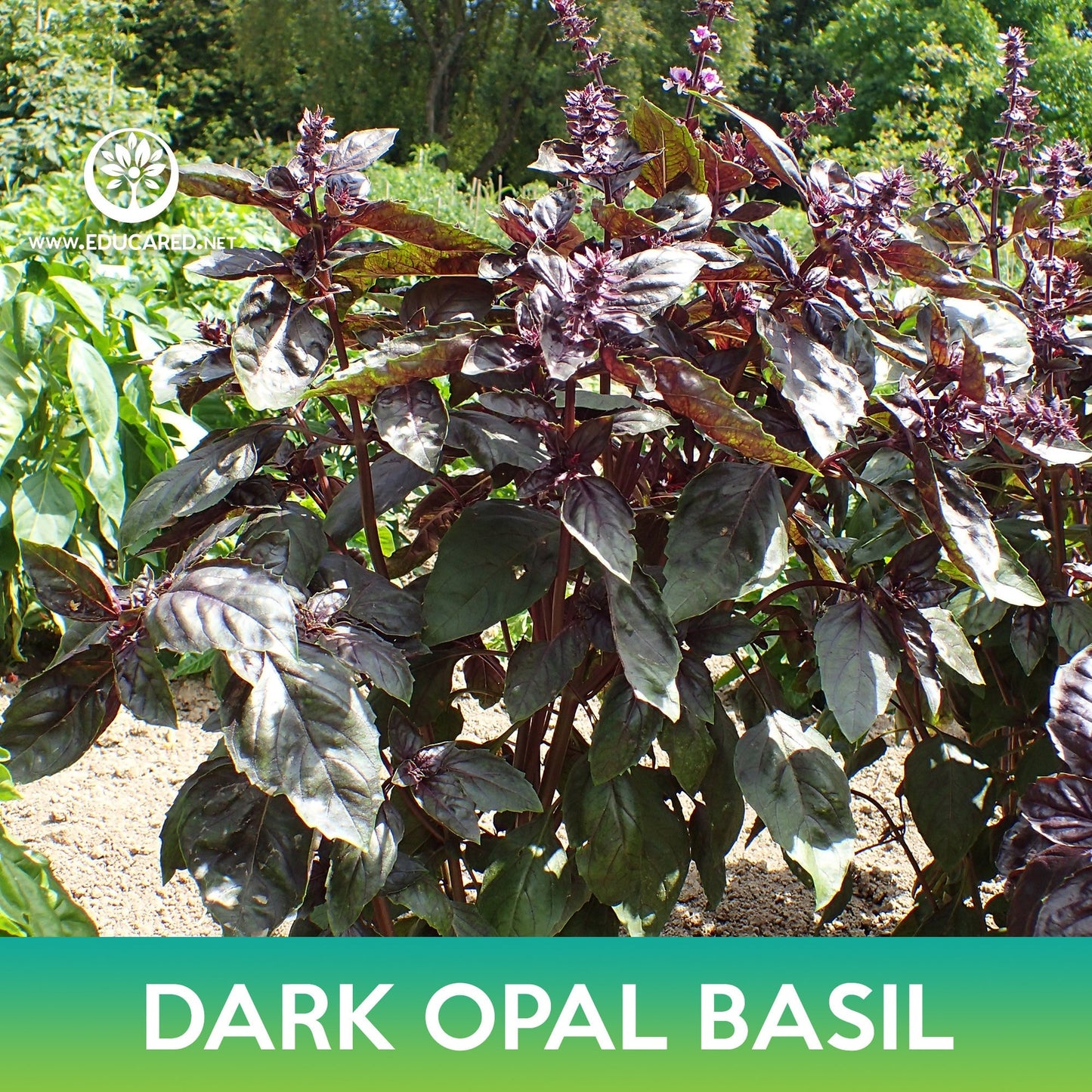Dark Opal Basil Seeds