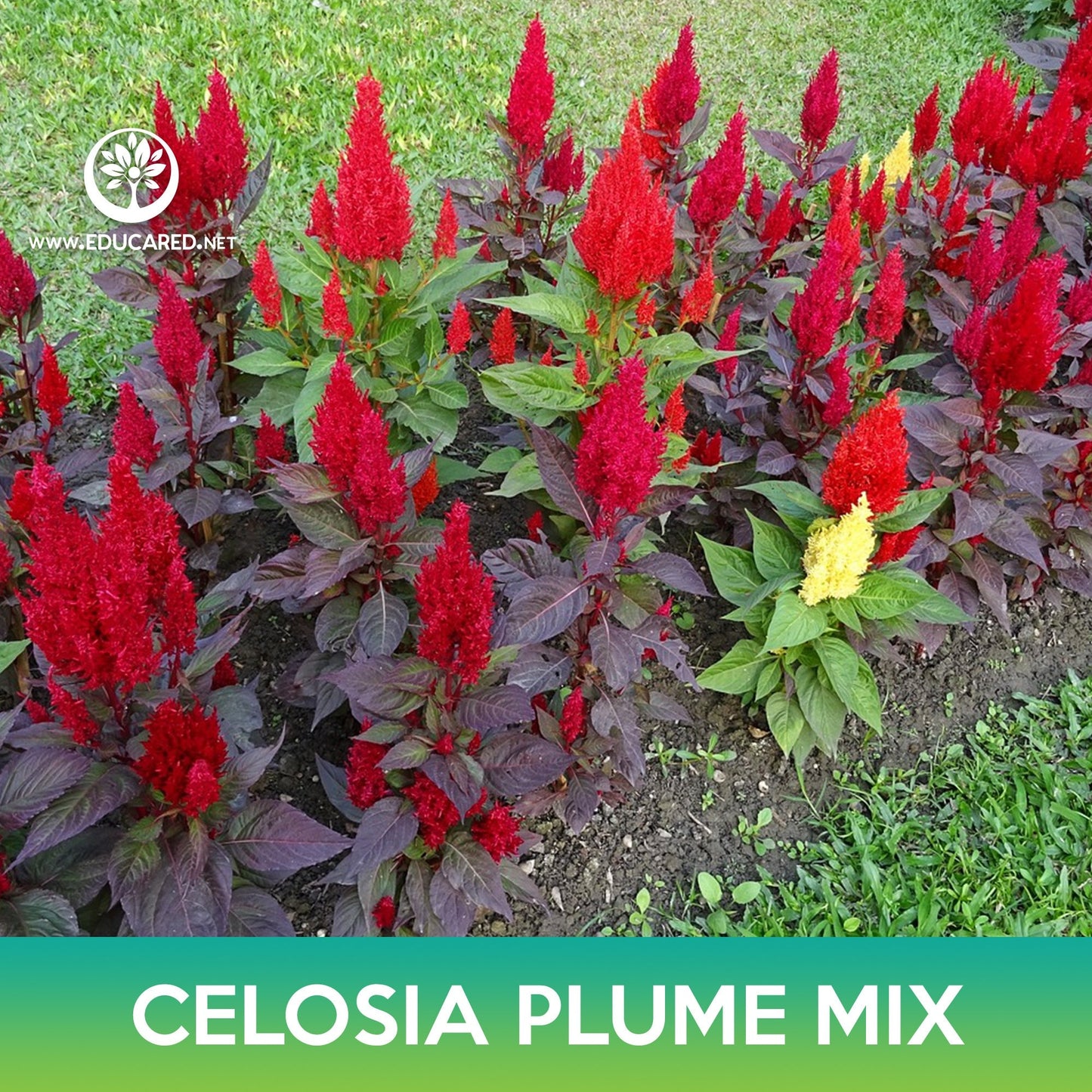 Celosia Plume Flower Mix Seeds