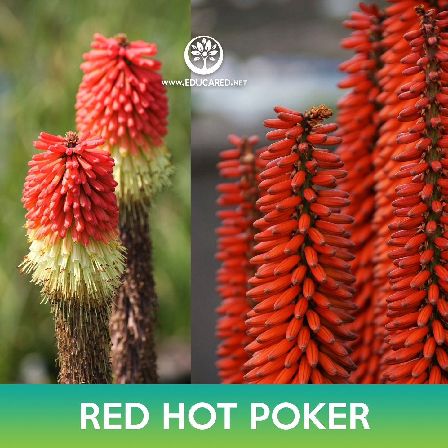 Red Hot Poker Seeds, Kniphofia Uvaria