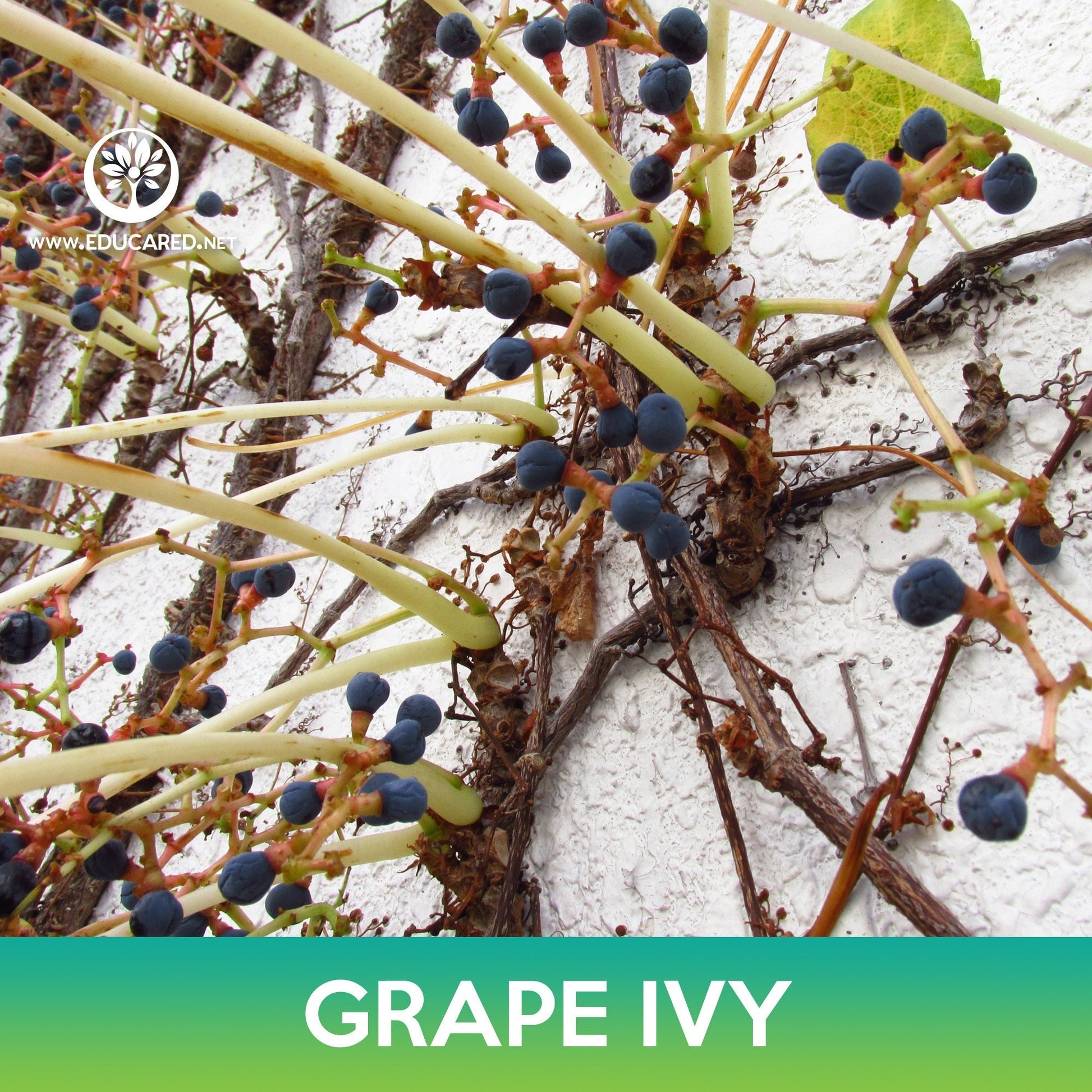 ivy garth seeds & plants Grape Ivy Seeds, Boston Ivy – Educared
