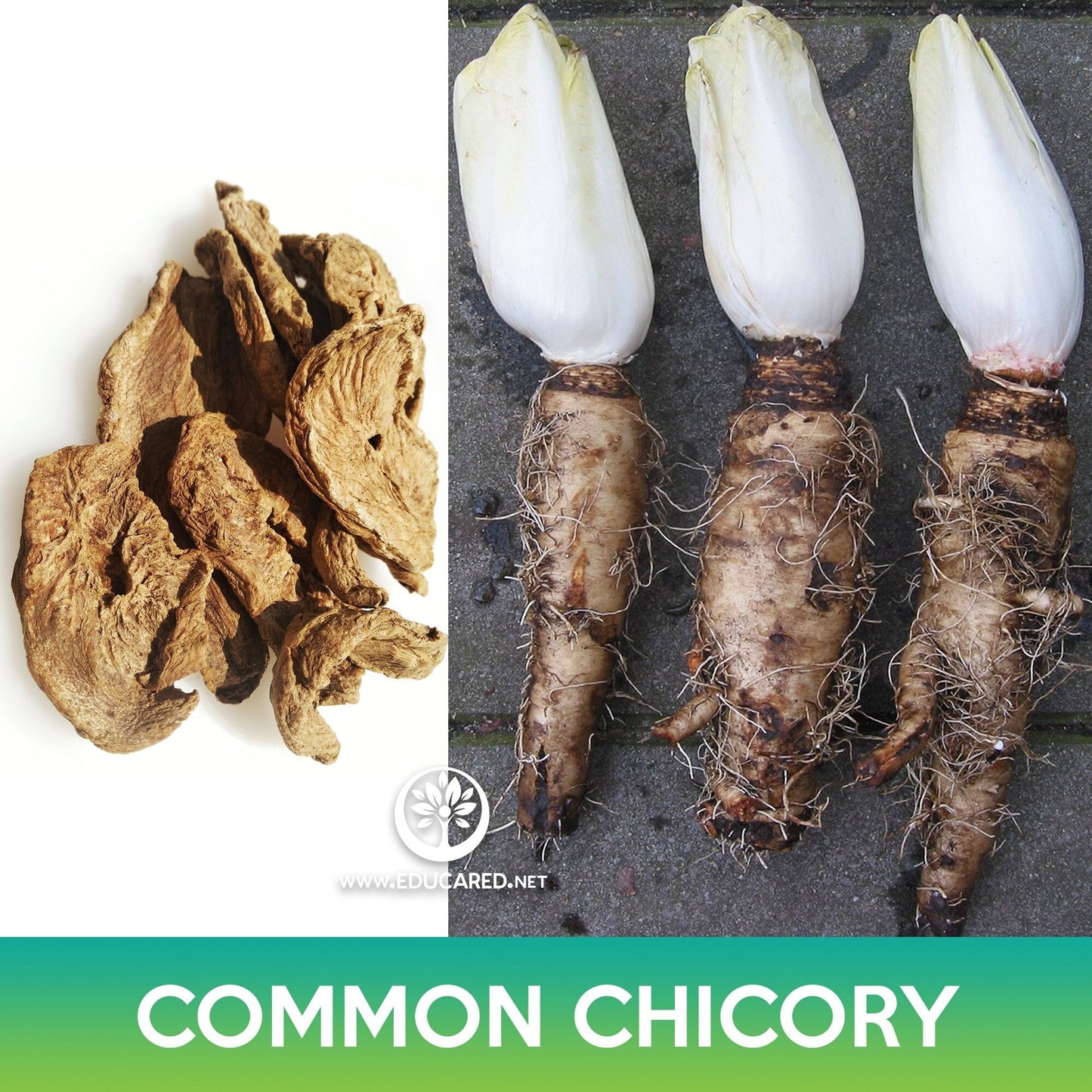 Common Chicory Seeds, Cichorium intybus