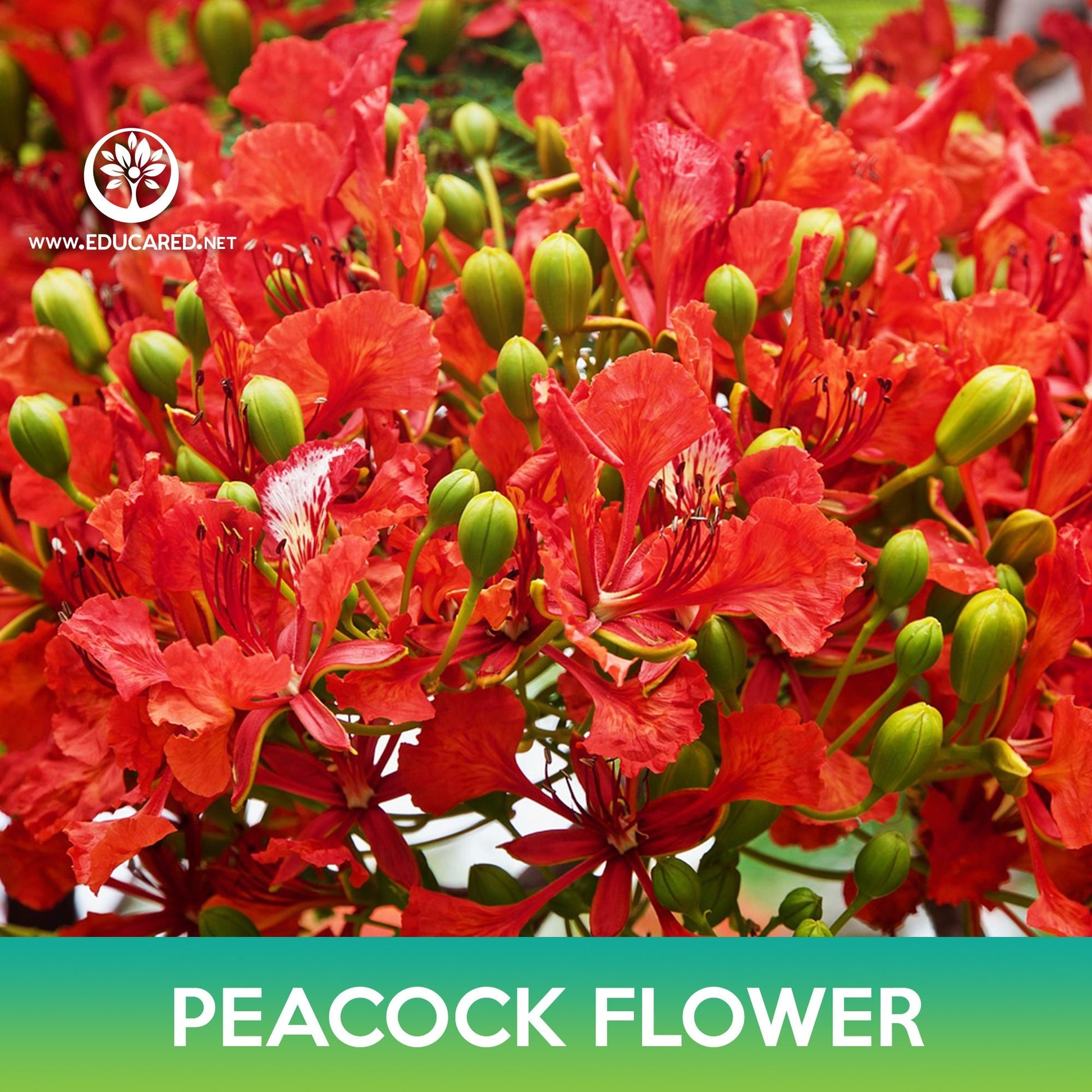 peacock plant seeds Peacock Flower Seeds, Poinciana – Educared