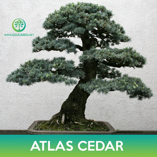 Atlas Cedar Seeds, Cedrus libani subsp. atlantica