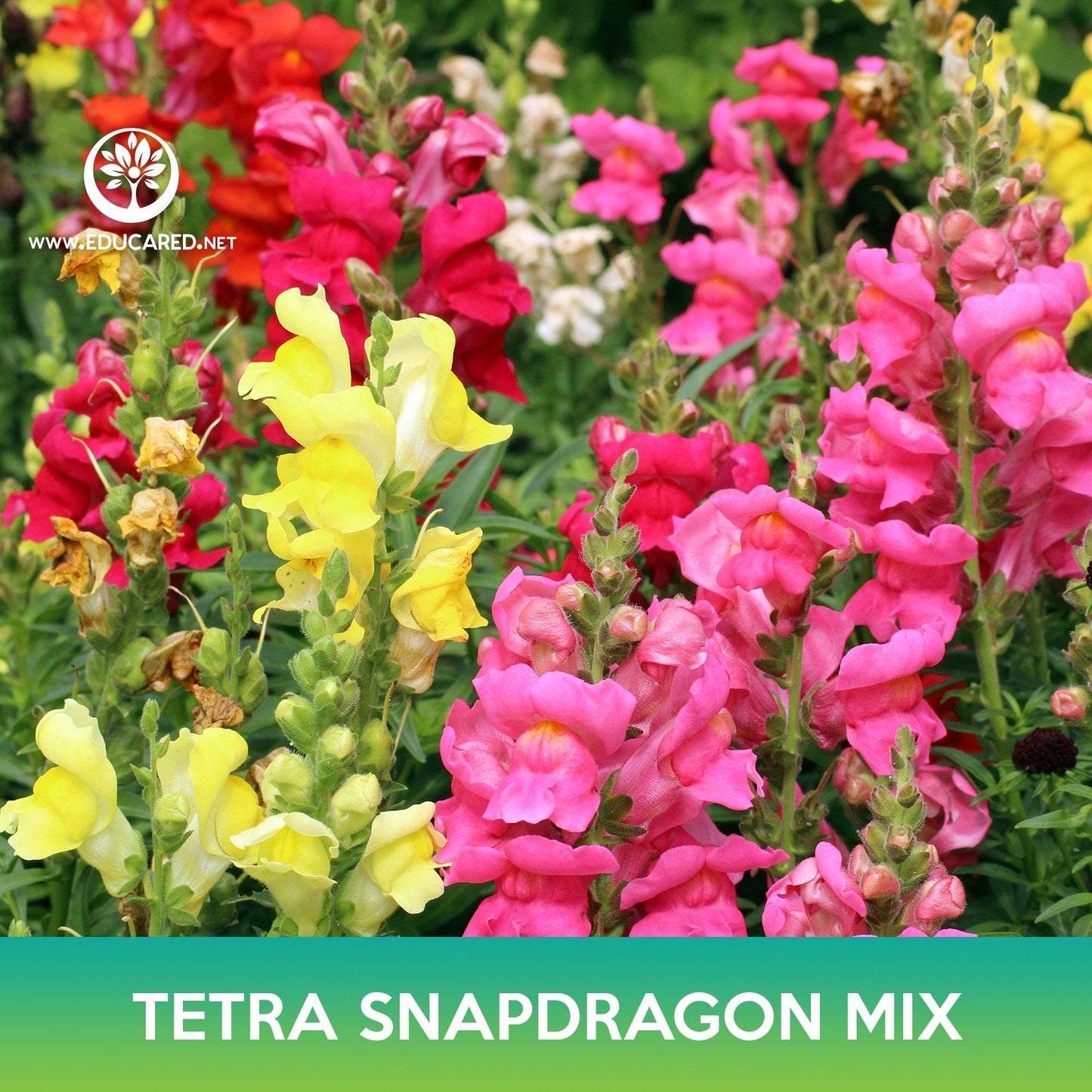 Tetra Snapdragon Mix Seeds, Antirrhinum majus