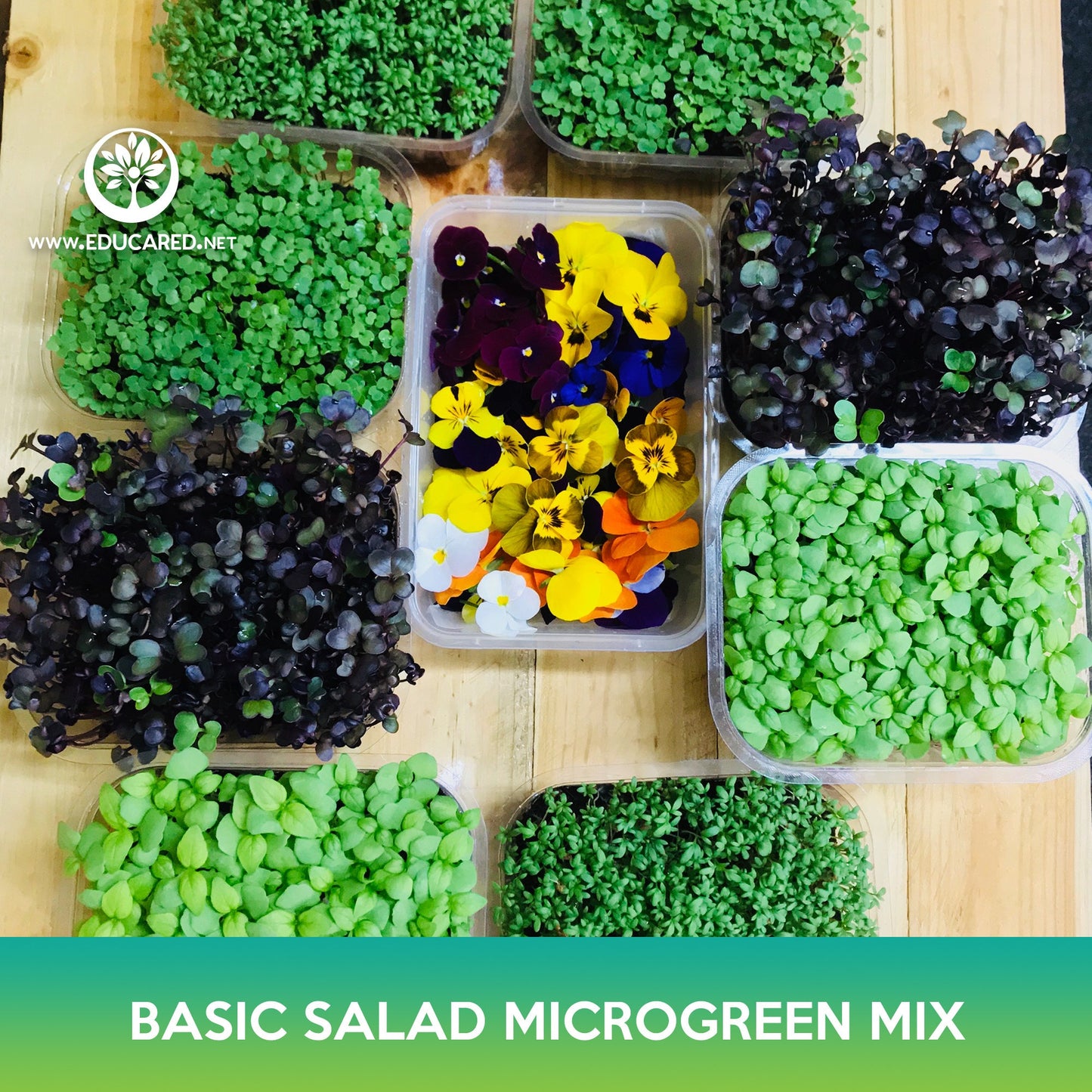 Basic Salad Microgreen Mix Seeds