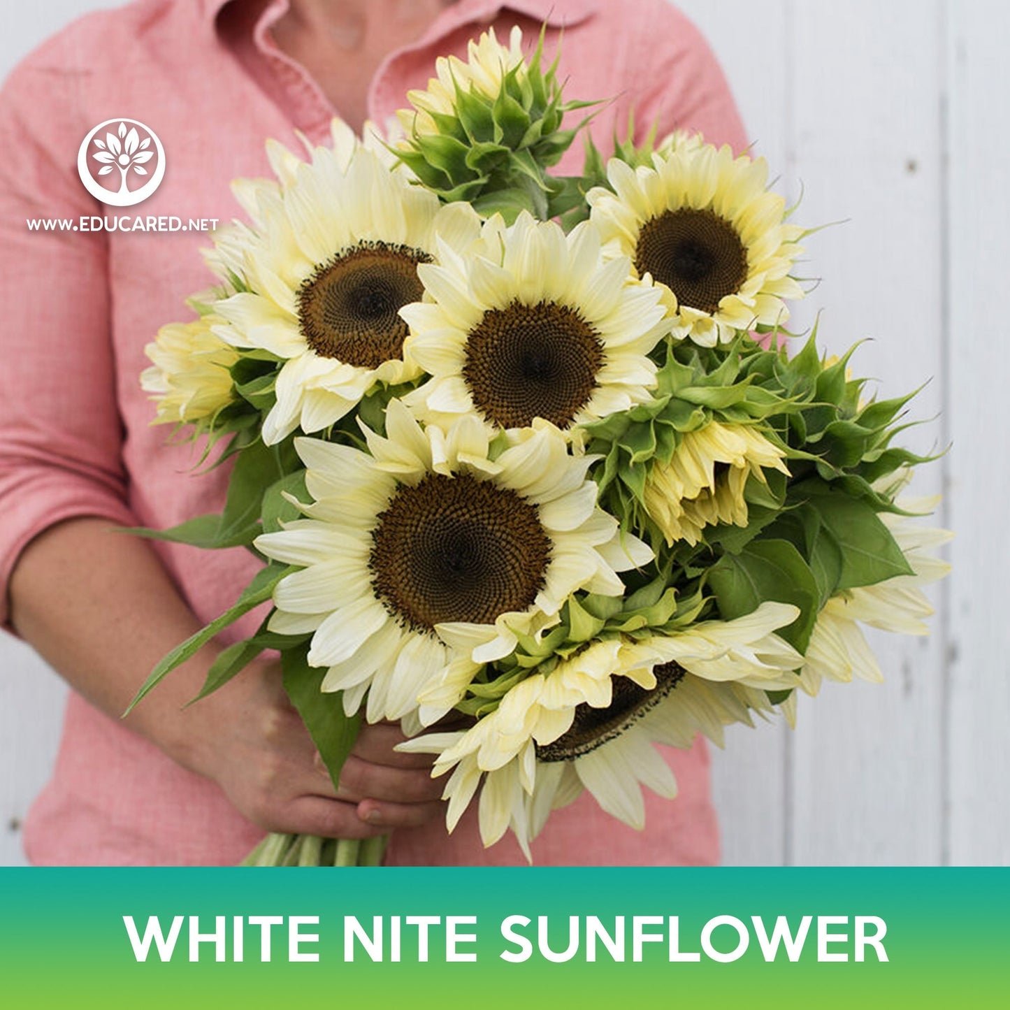 Procut White Nite Sunflower Seeds