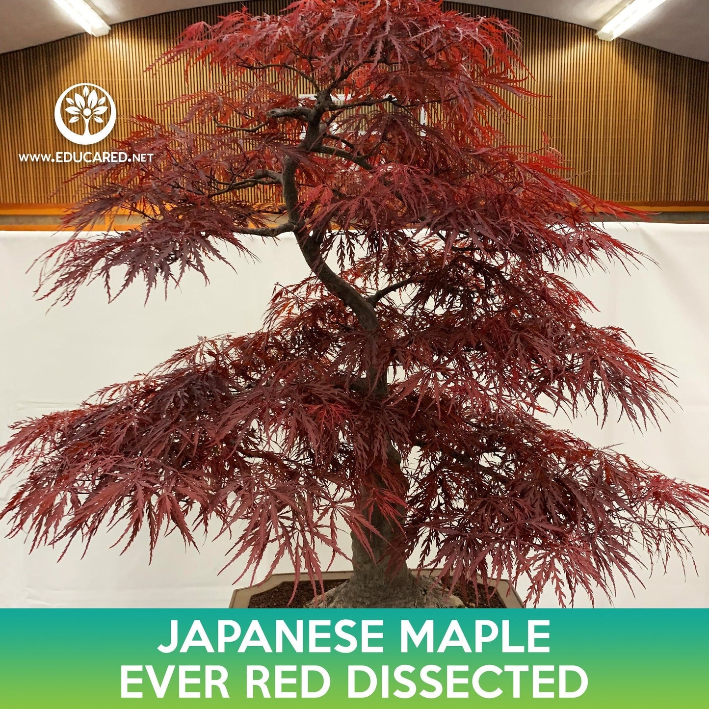 Ever Red Dissected Japanese Maple Seeds, Acer palmatum dissectum atropurpureum Ever Red