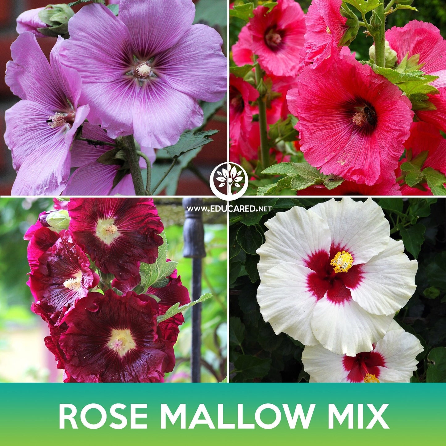 Rose Mallow Mix Seeds, Hibiscus Mix, Hibiscus moscheutos