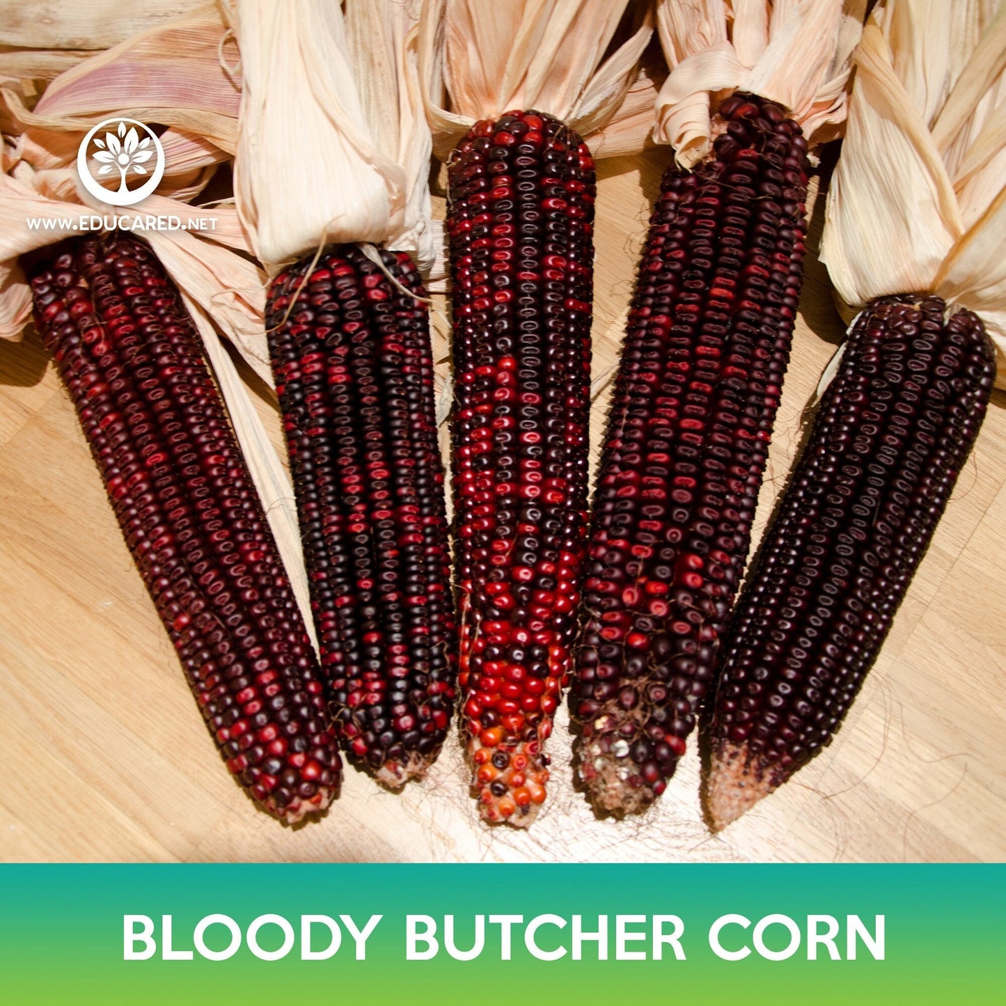 Bloody Butcher Corn Seeds