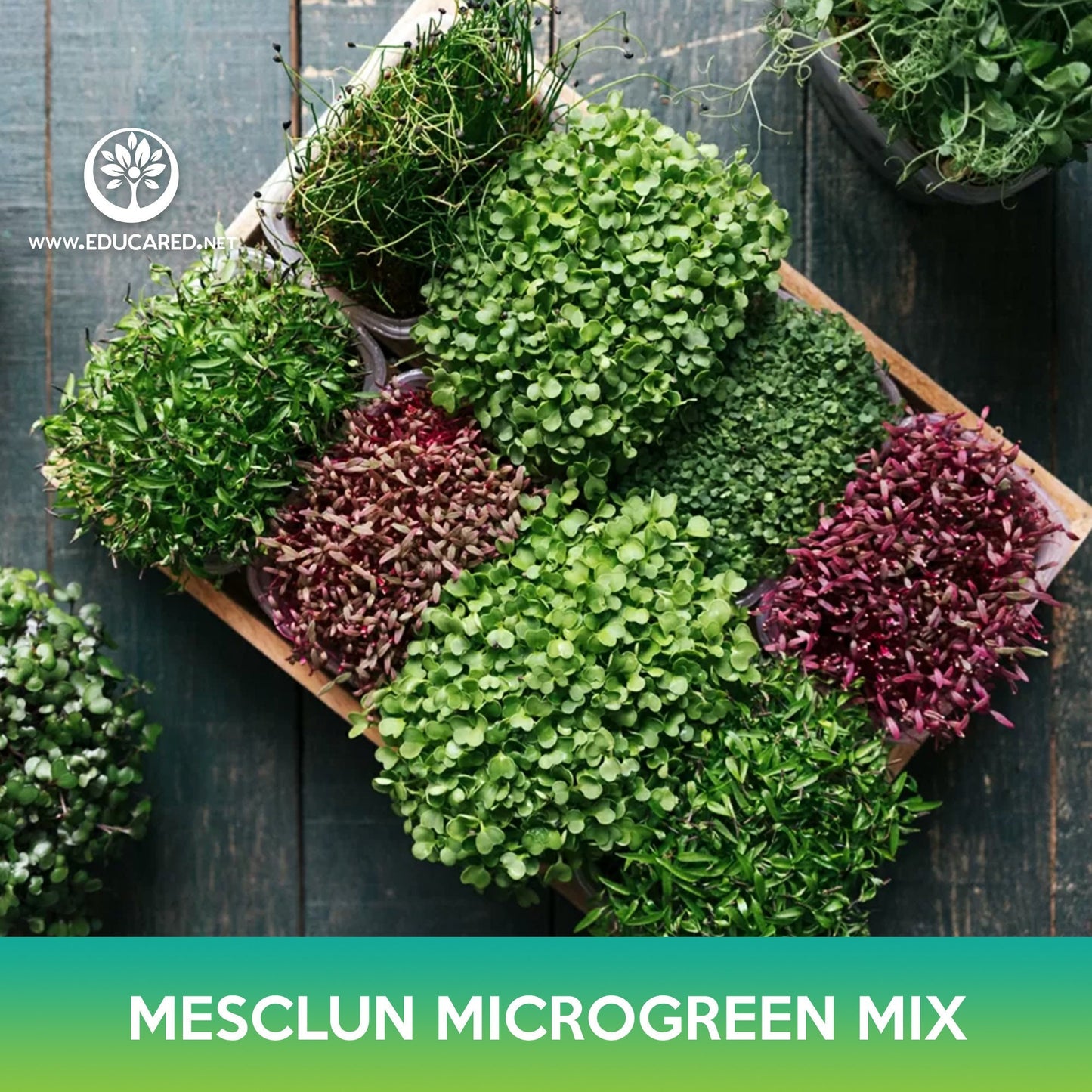 Mesclun Microgreen Mix Seeds