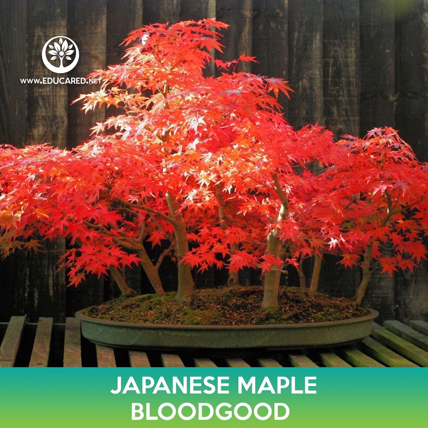 Bloodgood Japanese Maple Seeds, Acer palmatum atropurpureum