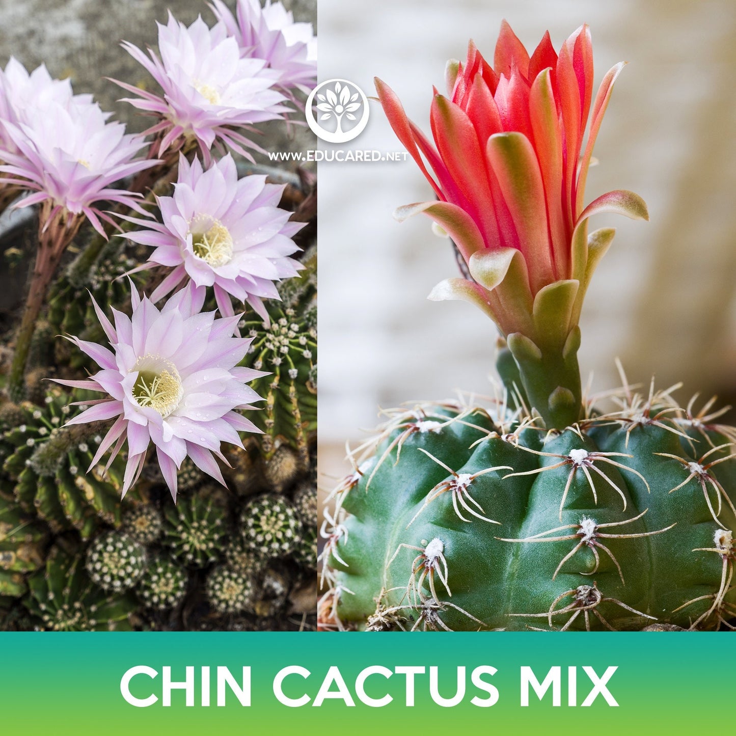 Chin Cactus Mix Seeds, Gymnocalycium