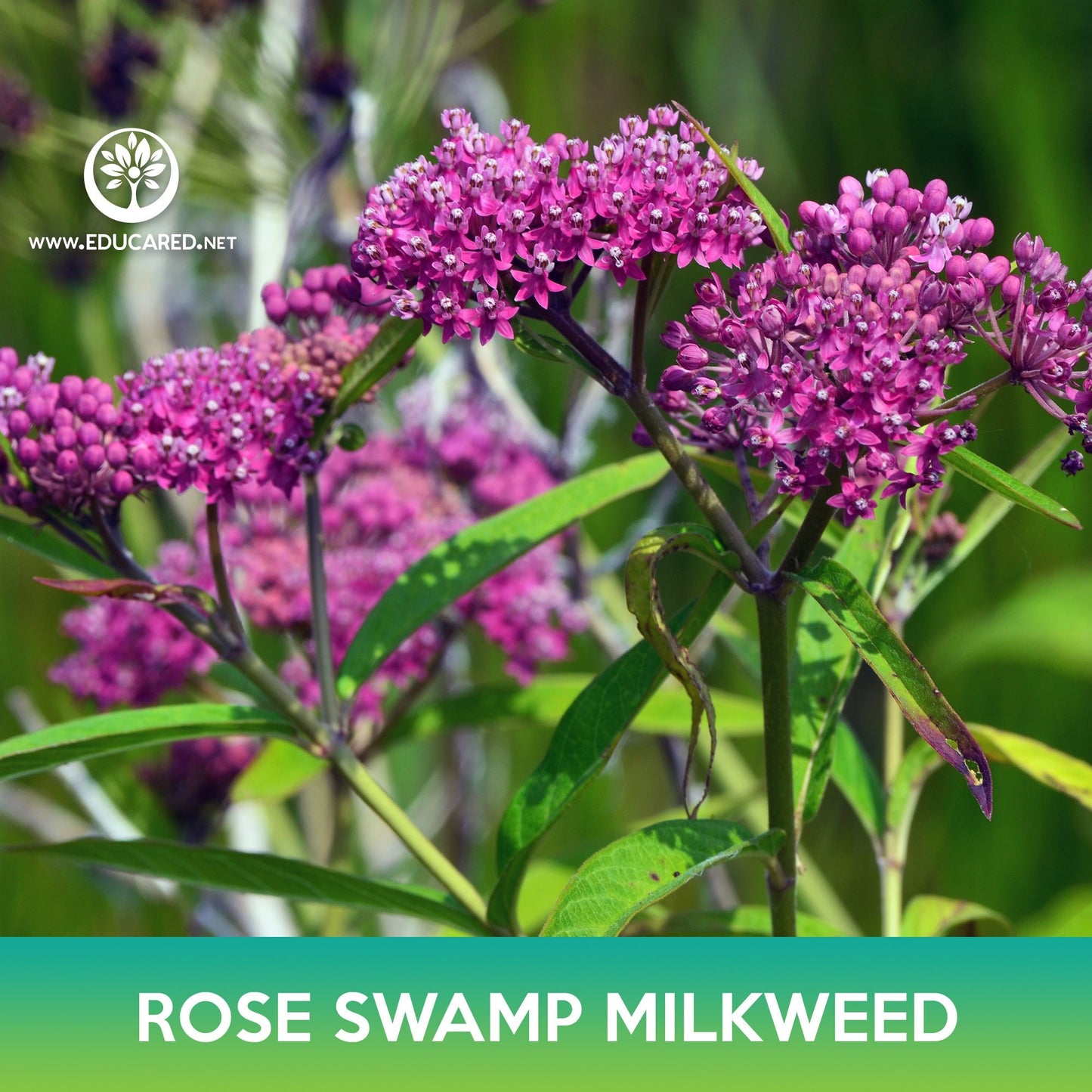 Rose Swamp Milkweed Seeds