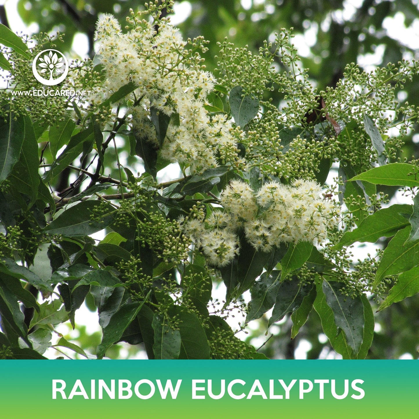 Rainbow Eucalyptus Seeds, Eucalyptus deglupta