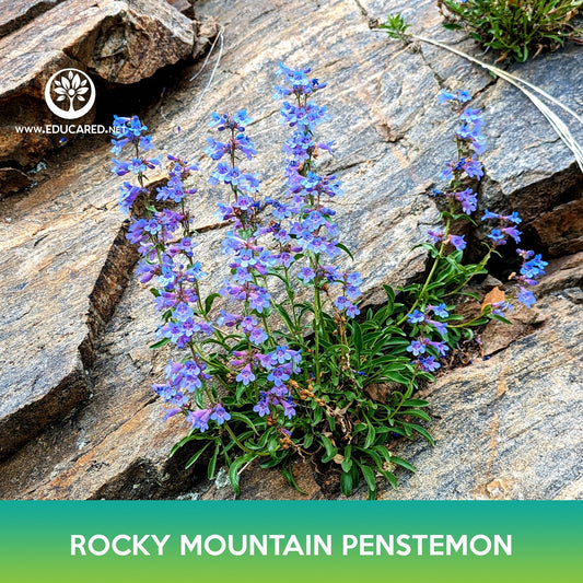 Rocky Mountain Penstemon Flower Seeds, Penstemon strictus
