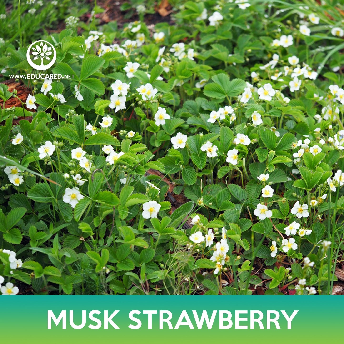 Musk Strawberry Seeds, Fragaria moschata