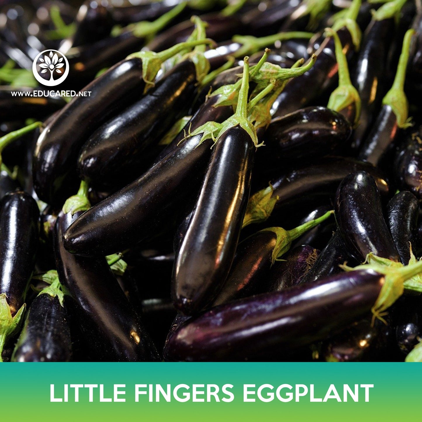 Little Fingers Eggplant Seeds