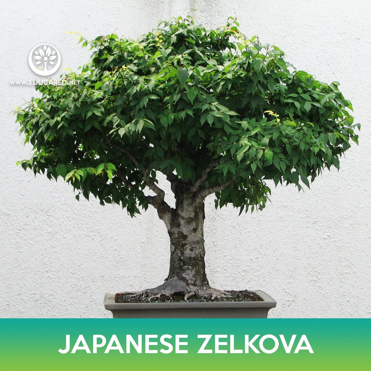 Japanese Zelkova Seed