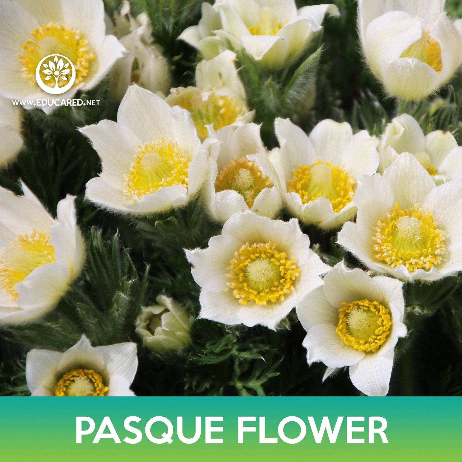 pasque flower from seed Pasque Flower Seeds, May Day Flower – Educared