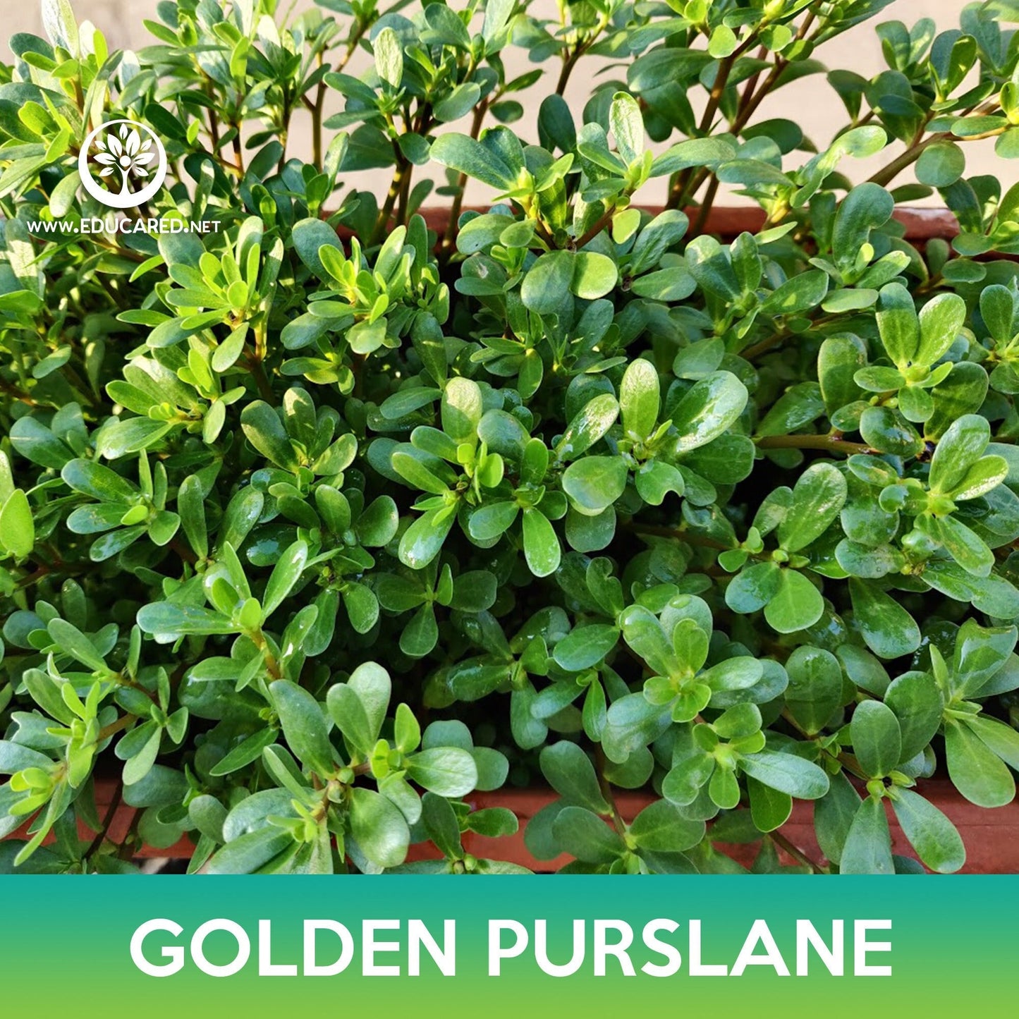 Golden Purslane Seeds, Portulaca oleracea sativa
