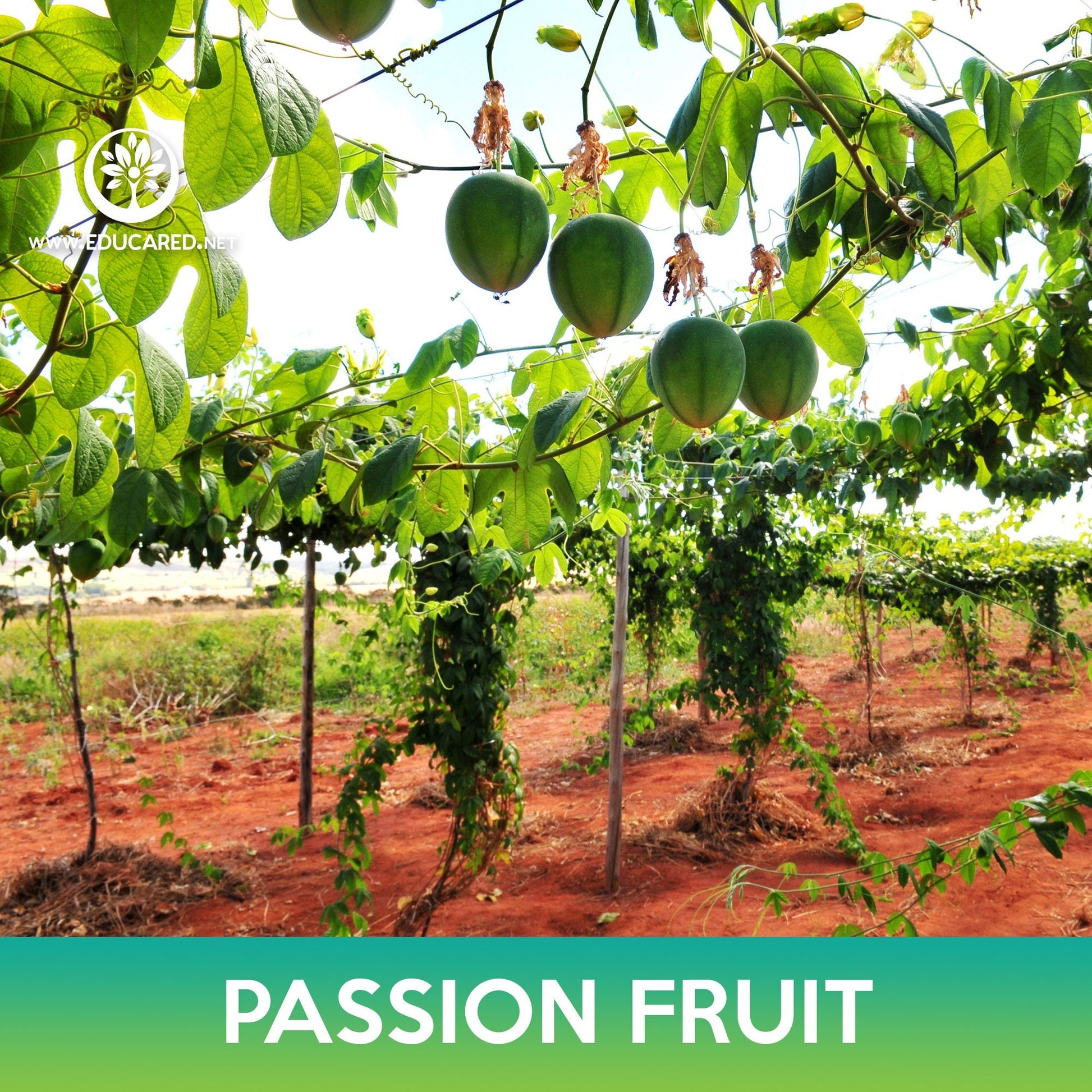 passion fruit plant from seed Passion Fruit Tree Seeds – Educared