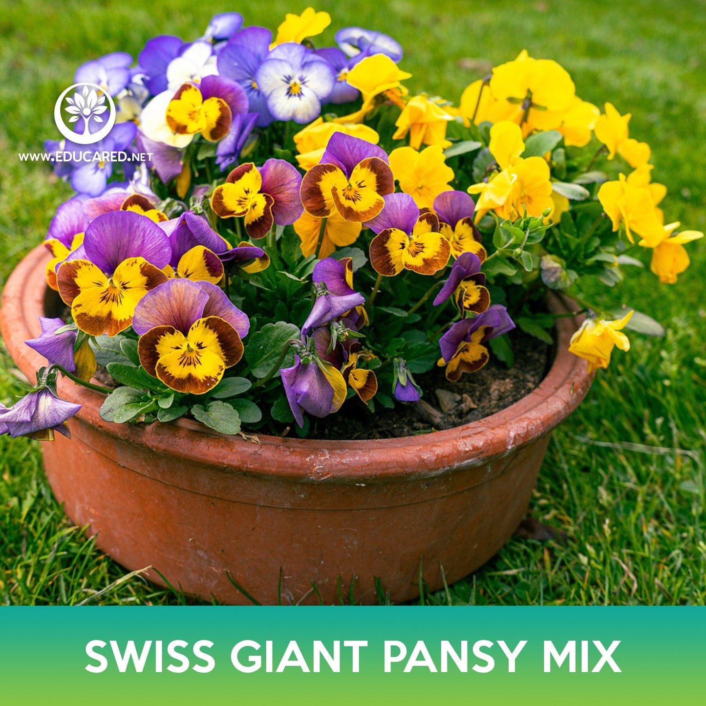 Swiss Giant Pansy Flower Mix Seeds, Viola wittrockiana