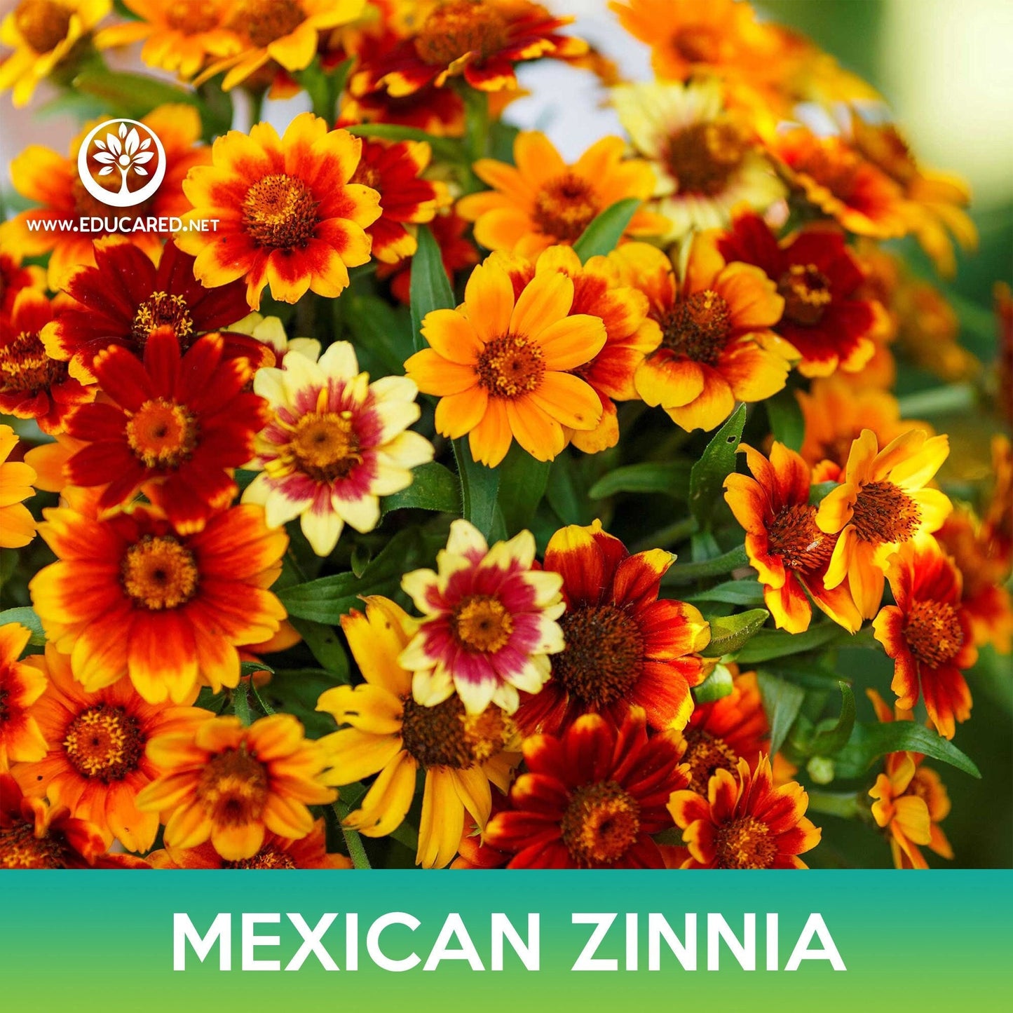 Mexican Zinnia Flower Seeds, Persian Carpet , Zinnia haageana